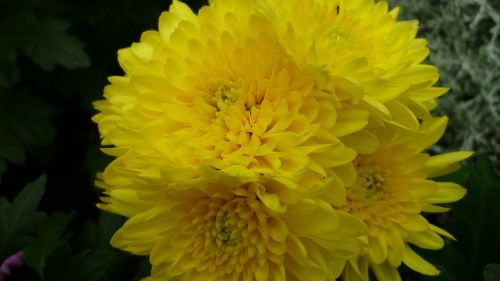 aster flower blossom