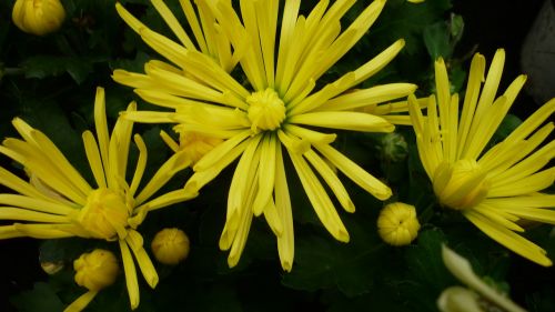 aster flower yellow