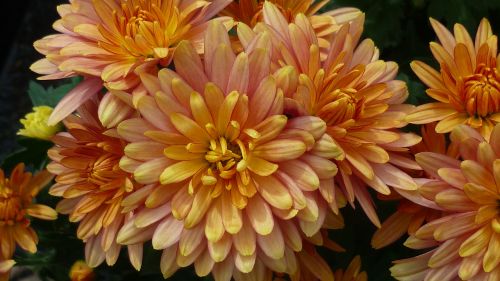aster flower apricot-colored