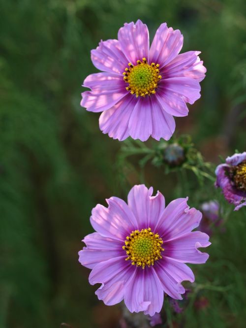 aster flower bloom