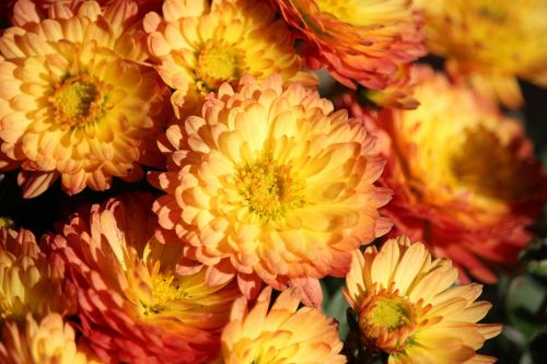 aster orange yellow blossom