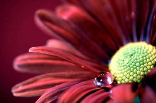 aster autumn drip