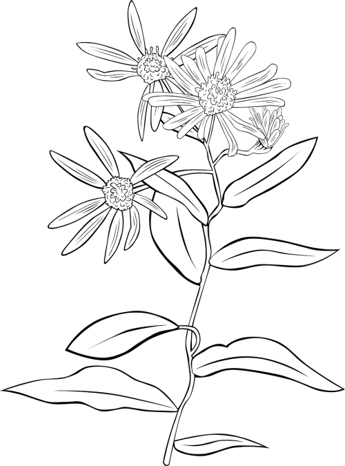 aster flower plant