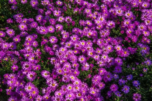 aster flower purple