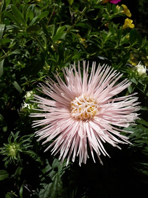 aster  summer meadow  close up