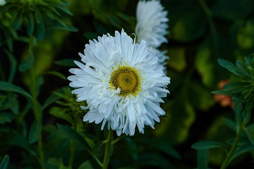 aster  white  flower