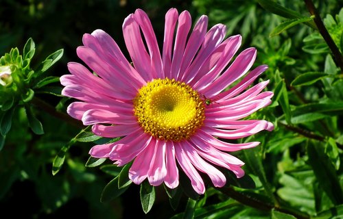 aster  flower  pink
