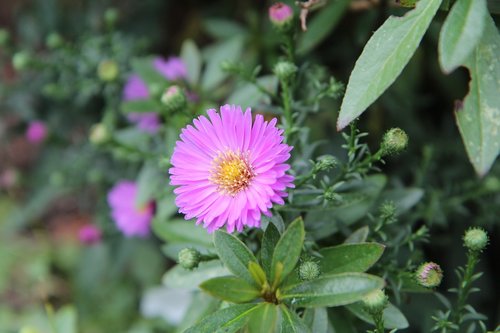 aster  aster pink  flowering