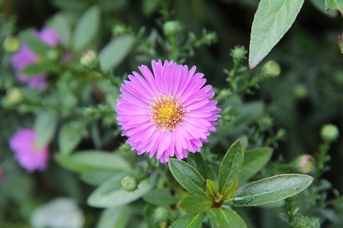 aster  aster pink  flowering