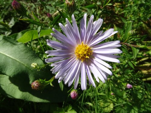 aster  aster amellus  flower