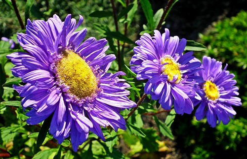 aster  flower  blue