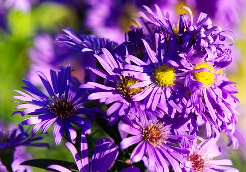 aster  autumn  herbstastern