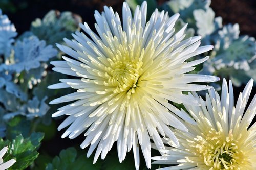 aster  white aster  bloom