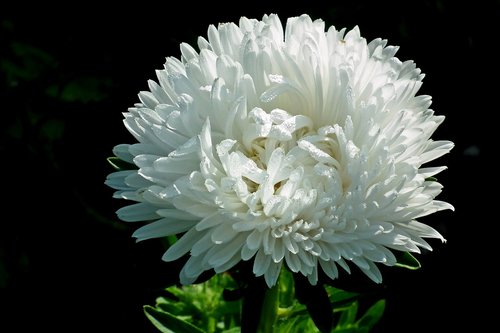 aster  flower  white