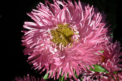 aster  flower  pink