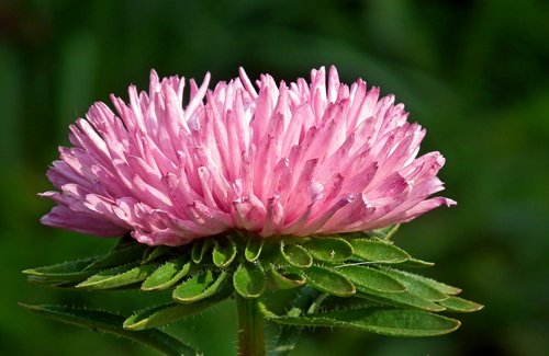 aster  pink  flower