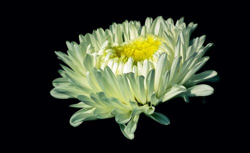 aster  flower  white