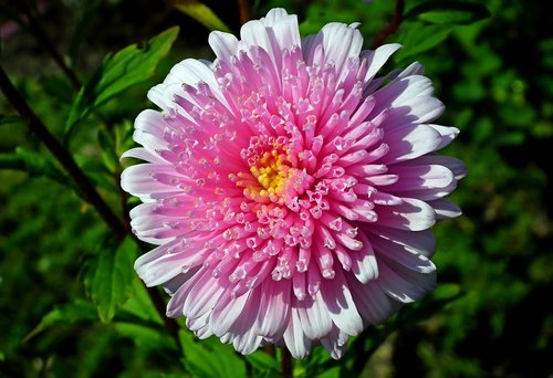 aster  flower  pink