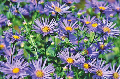 aster  composites  meadow