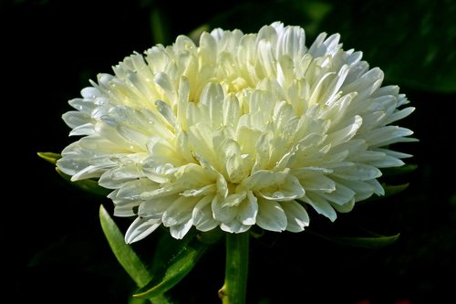 aster  flower  garden