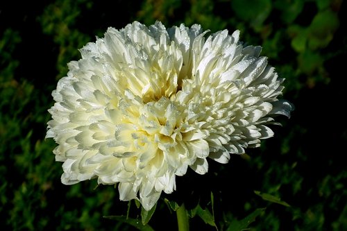 aster  flower  garden