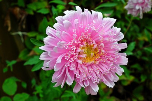 aster  flower  pink