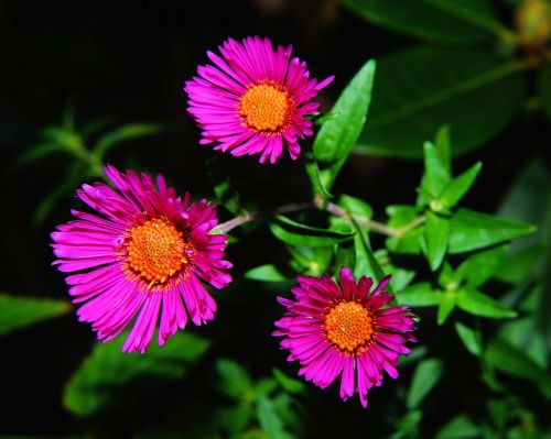 aster herbstaster flower