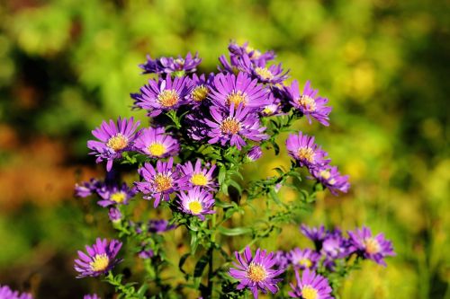 aster herbstaster flower