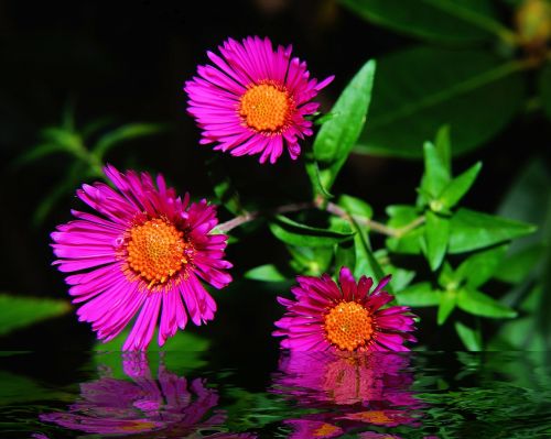 aster herbstaster flower