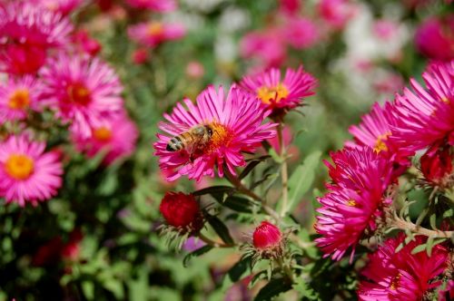 aster pink bees