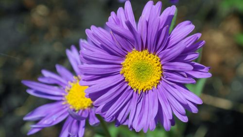 aster flower purple