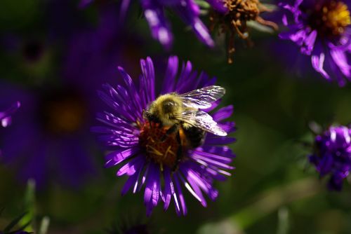 aster bee purple