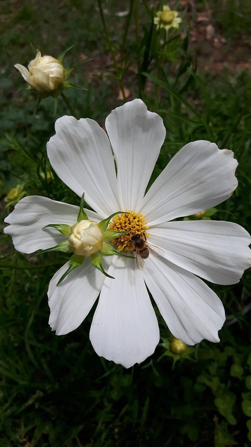 aster flower  flower  bee