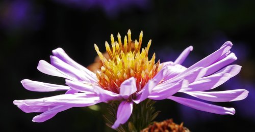 aster flower  late summer  frühherbst