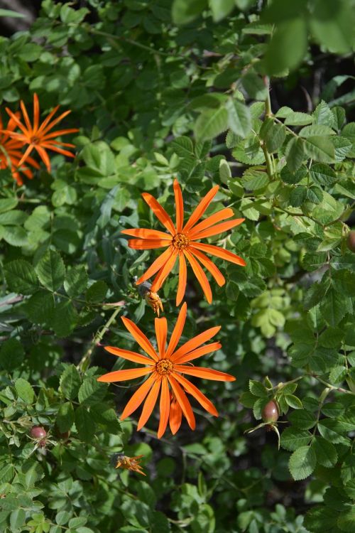 asteraceae mutisia flower