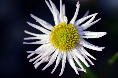 asteraceae ticket aster blossom