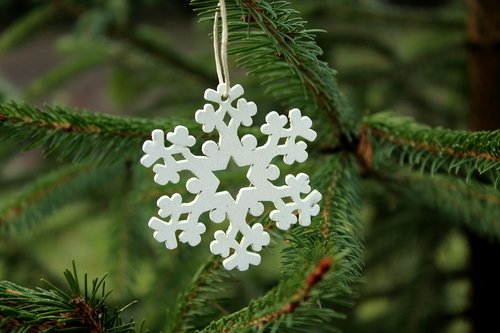 asterisk  white  spruce