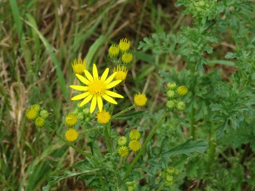 asteroideae flower plant