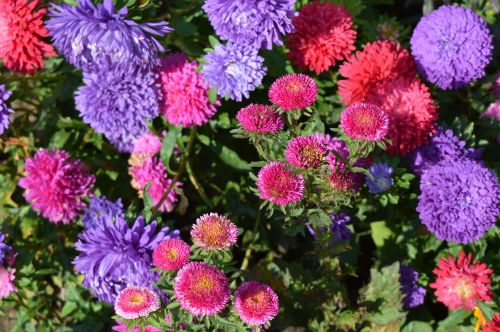 asters flowers astra