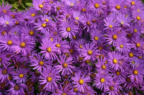 asters flowers purple