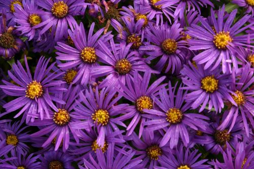asters flowers daisy
