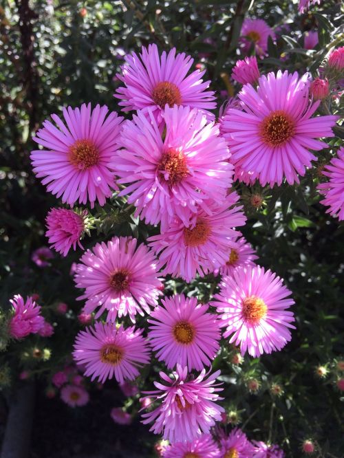 asters pink blossom