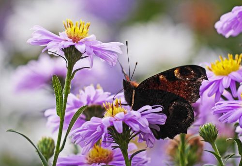 asters butterfly peacock butterfly