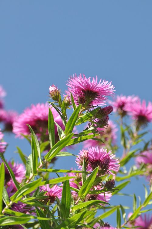 asters flower botany