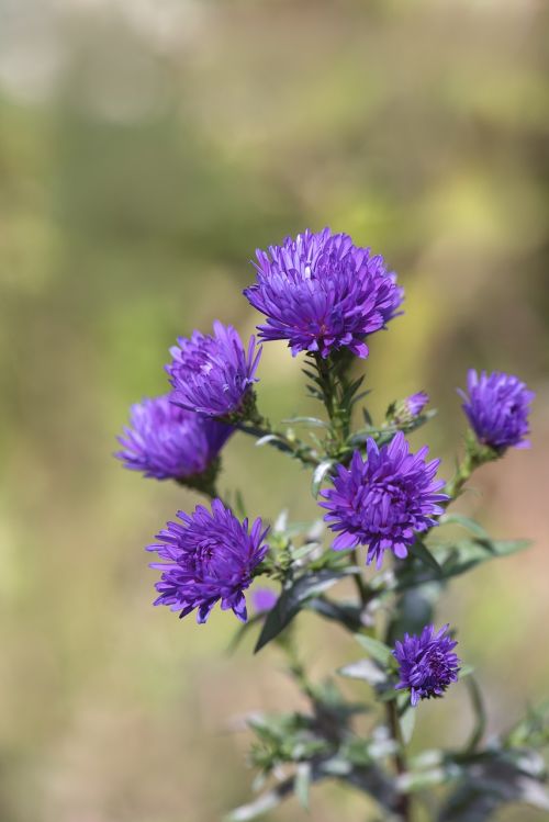 asters blue herbstastern