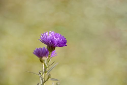 asters herbstastern fall asters