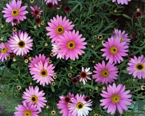 asters flower pink