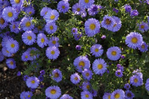 asters blue blue flowers