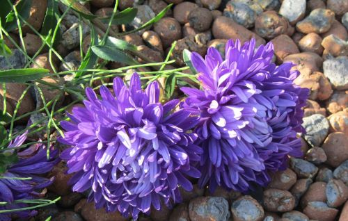 asters flowers purple