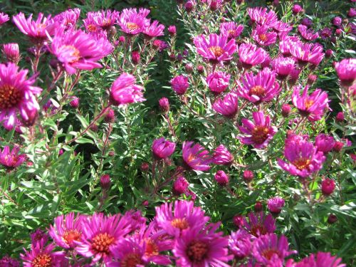 asters flowers autumn